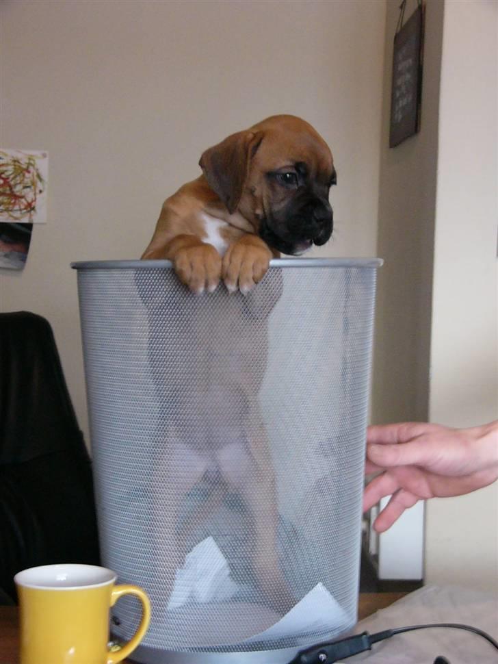 Boxer Bella - uhh.. Jeg er blevet lang. billede 3