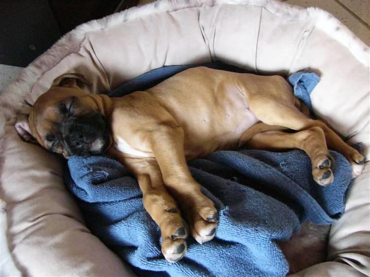 Boxer Bella - Sov sødt lille Bella, sov så sødt... (snork, snork) billede 4