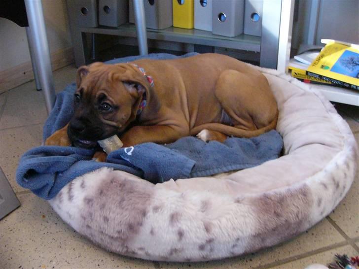 Boxer Bella - (tyg,tyg). Det smager godt der her ben. :) billede 5