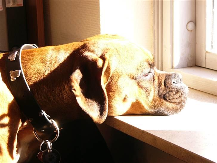 Boxer Bella - Helt ærligt, Hvornår kommer hun ?  billede 6