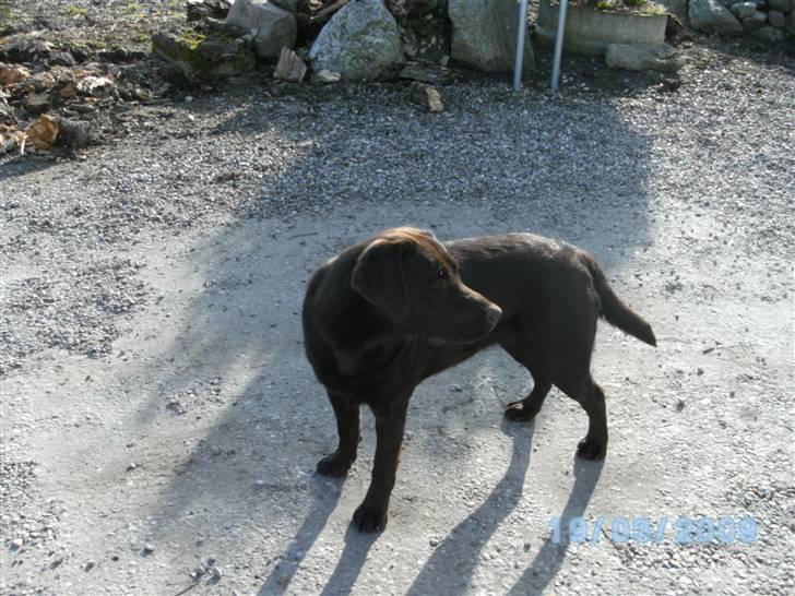 Labrador retriever Becca billede 9