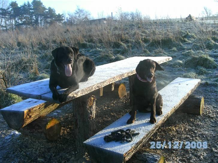 Labrador retriever Becca - Bastian og jeg på tur til Glumsø  billede 10