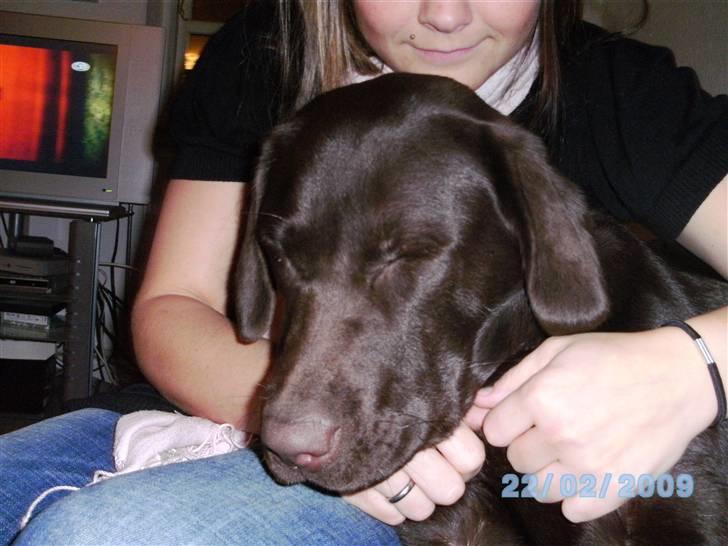 Labrador retriever Becca - Tager min en lur  billede 12