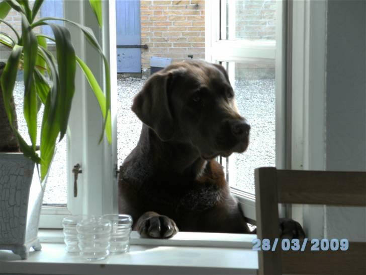 Labrador retriever Becca - Kigger lige med  billede 13