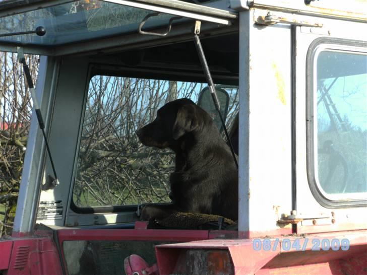 Labrador retriever Becca billede 14