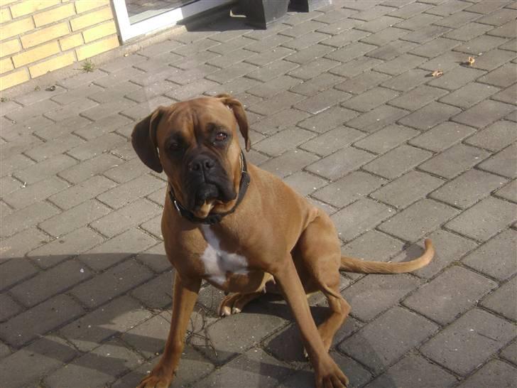 Boxer Bella billede 7