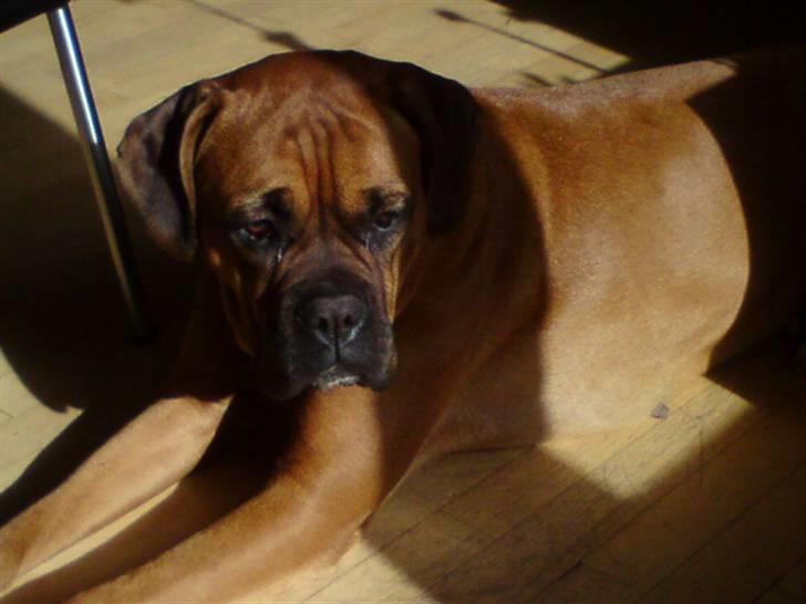Boxer Bella - Hej allesammen det her er min profil... I må rigtig gerne sende en udfordring : ) billede 8