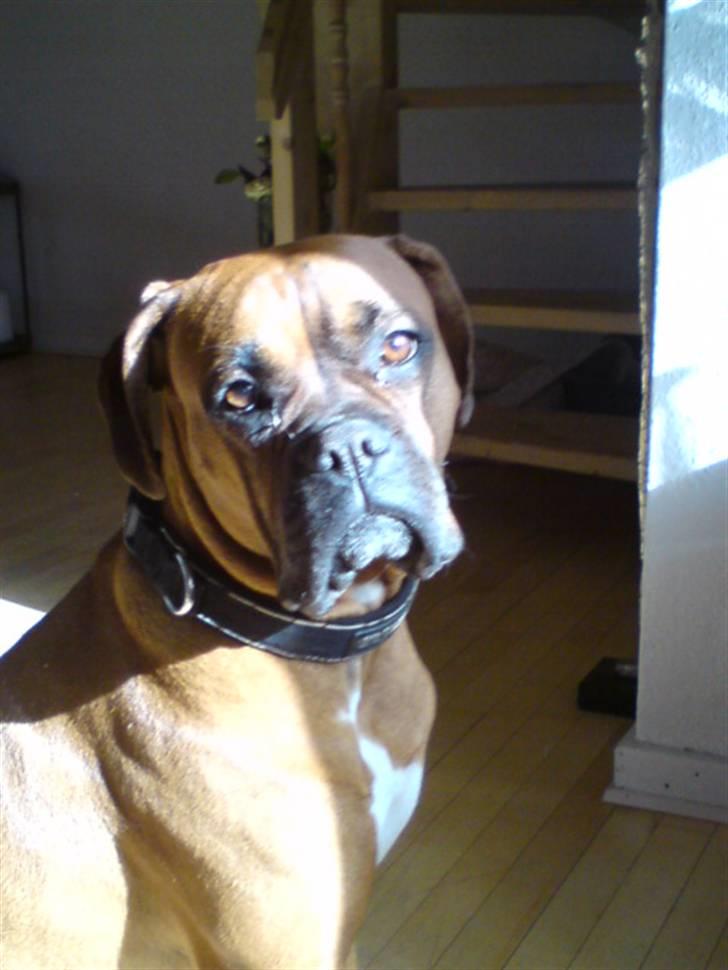 Boxer Bella - Jeg er model, stå helt stille og smil til kameraet :) billede 9