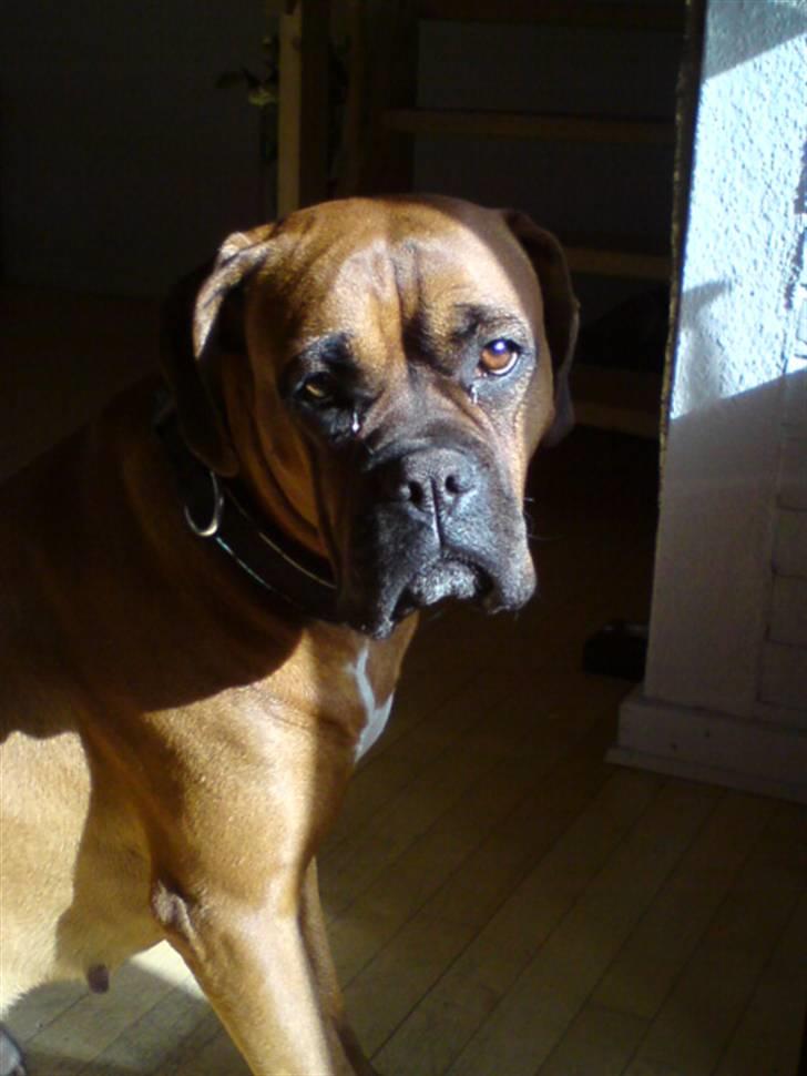 Boxer Bella - Nu gider jeg altså snart ikke mere. :) billede 10