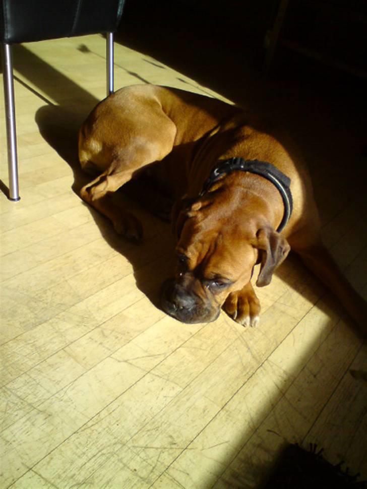 Boxer Bella - Jeg ligger dejligt her i solen. billede 11
