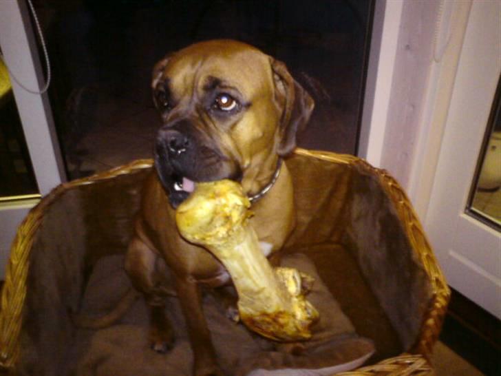 Boxer Bella - Jeg har bare det største kødben. :) billede 12