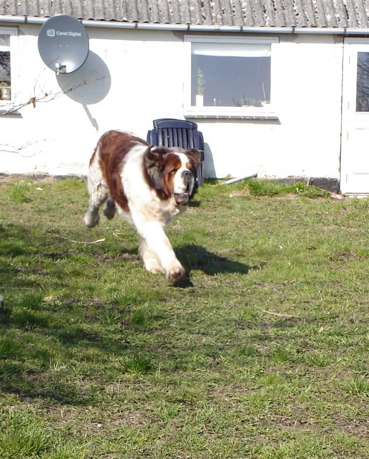 Sankt bernhardshund Rollo R.I.P billede 5