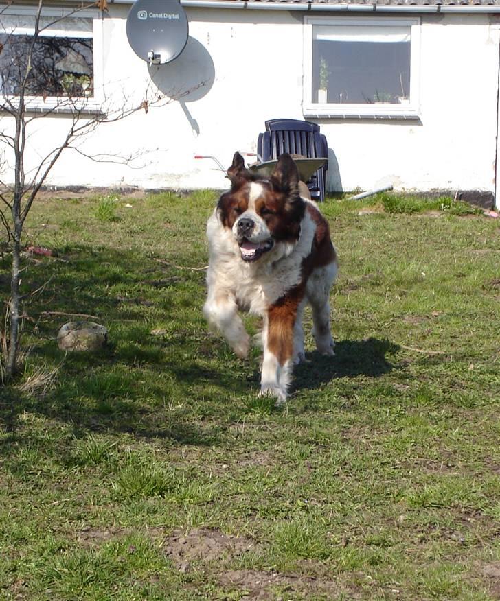 Sankt bernhardshund Rollo R.I.P billede 6