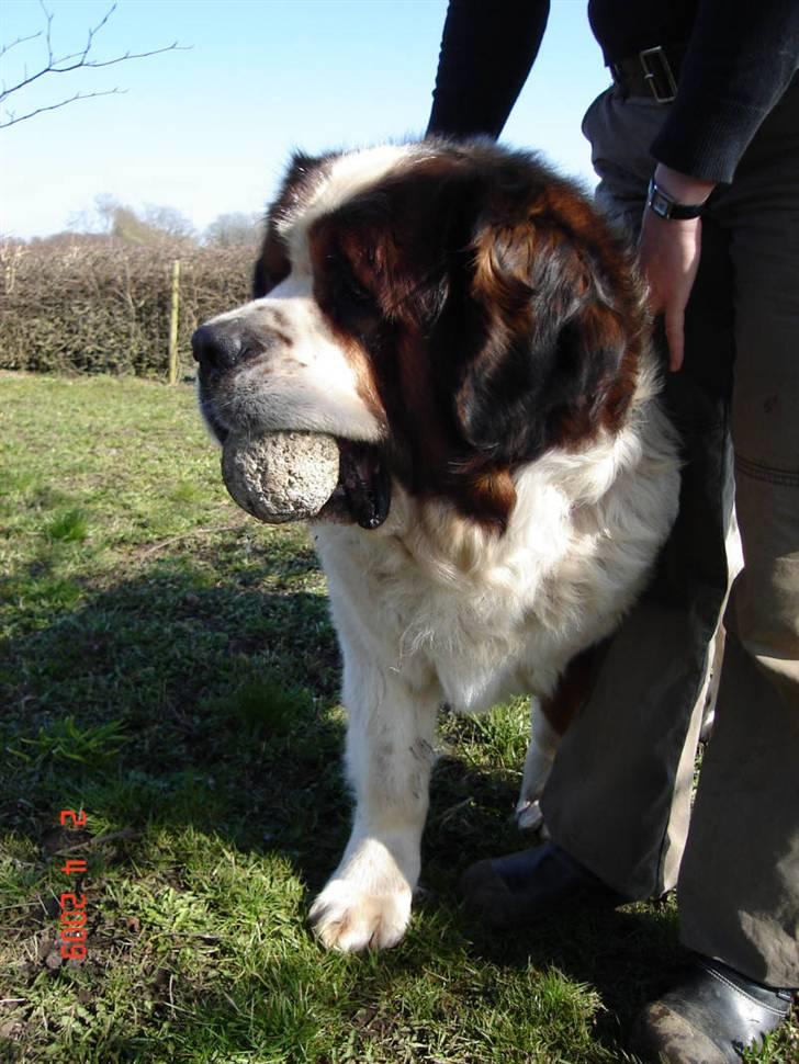 Sankt bernhardshund Rollo R.I.P billede 7