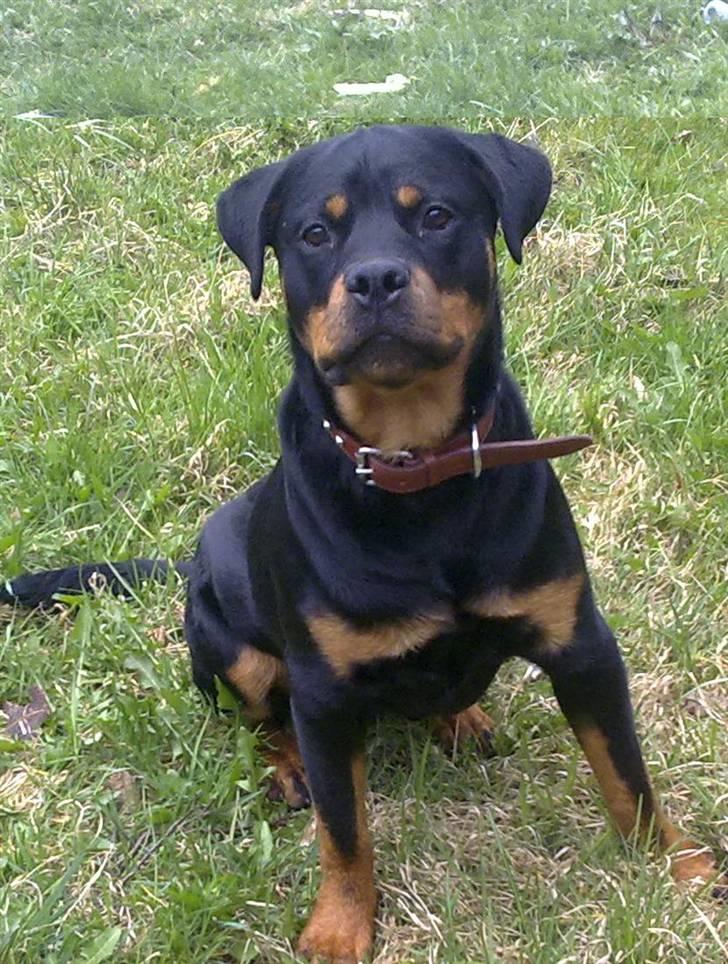 Rottweiler Mento billede 8