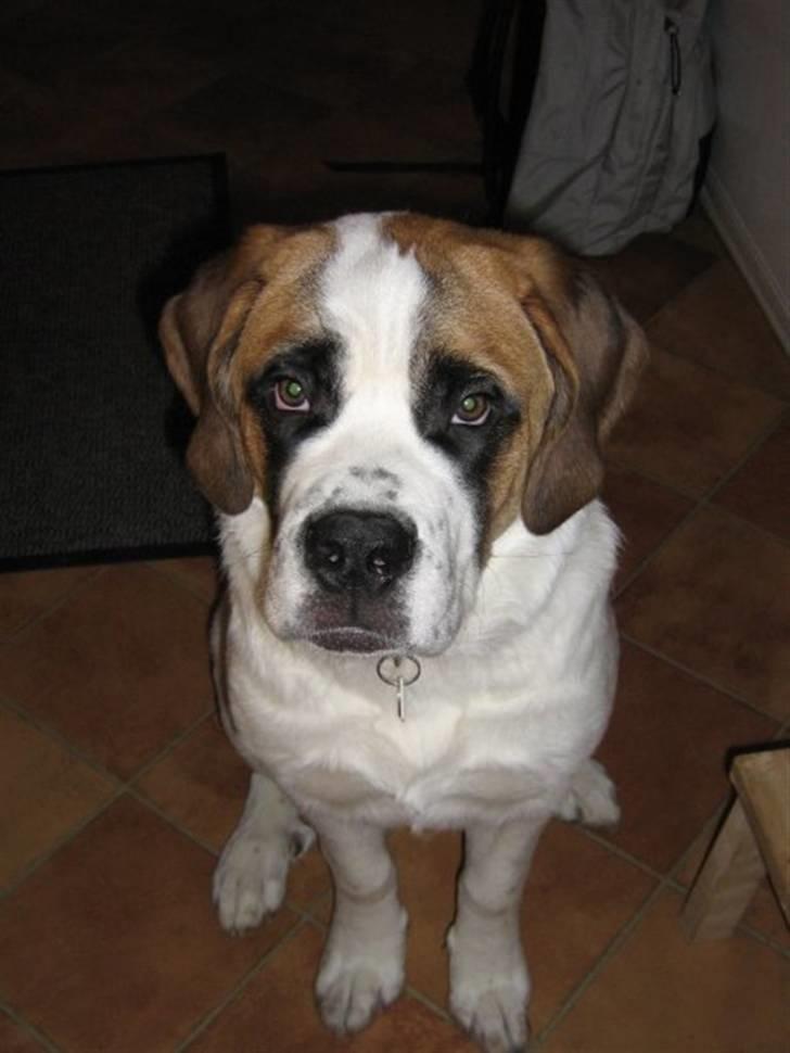 Sankt bernhardshund freja - Hej jeg hedder freja og Velkommen til min profil billede 1