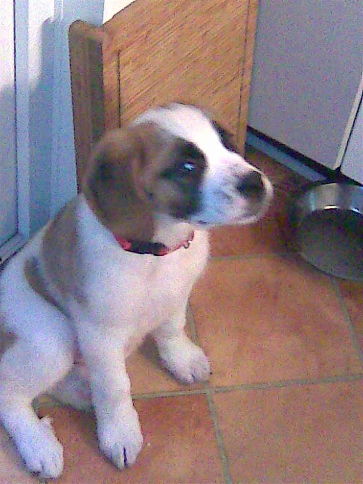 Sankt bernhardshund freja - vil du noget billede 2