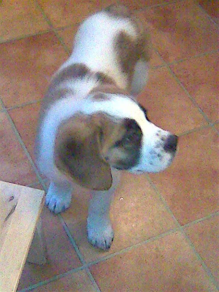 Sankt bernhardshund freja - hva sker der lige der henne billede 3