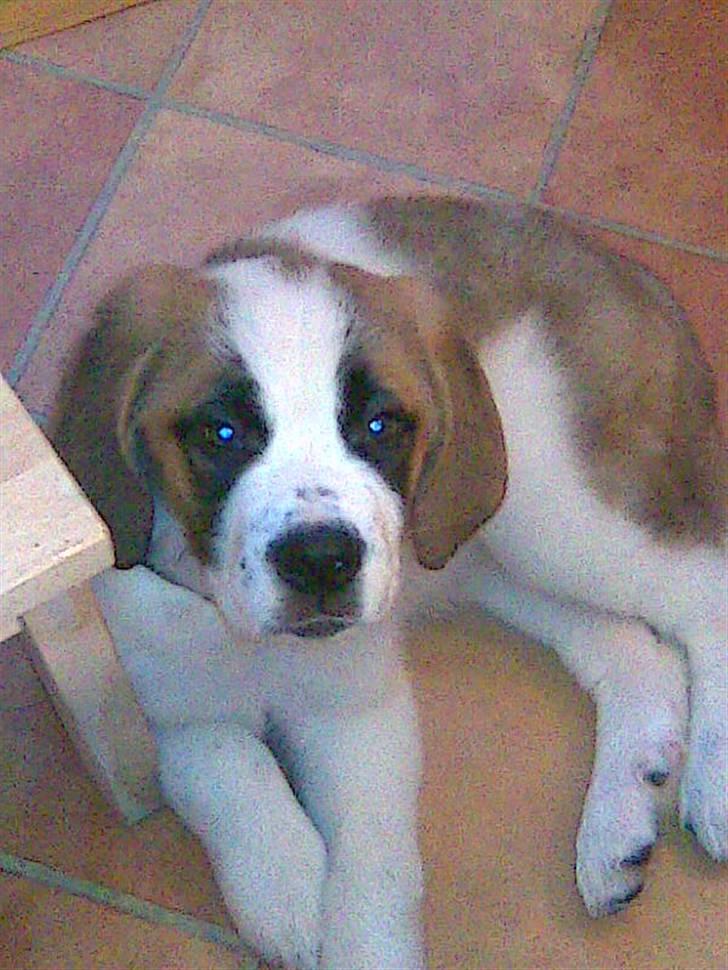 Sankt bernhardshund freja - tager du nu billeder igen billede 4