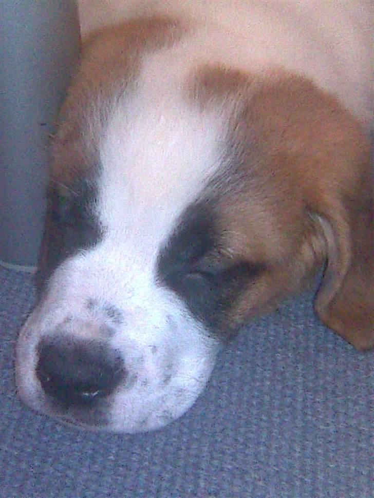 Sankt bernhardshund freja - Zzzzz den lille freja pige er blevet træt billede 5