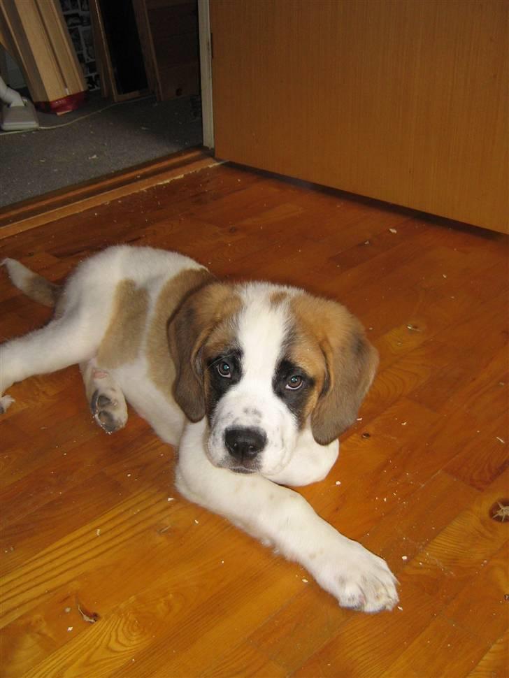 Sankt bernhardshund freja - er jeg ikke bare dejlig billede 6