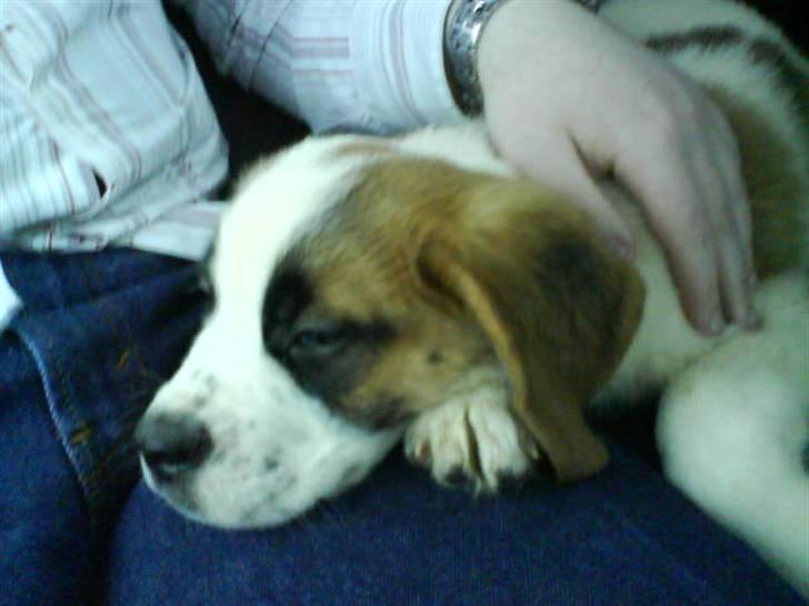 Sankt bernhardshund freja - den dag vi hendet hende billede 7