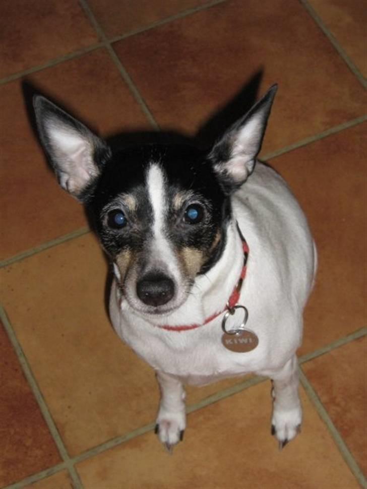 Blanding af racer kiwi - velkommen til min profil billede 1