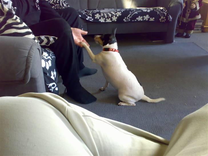 Blanding af racer kiwi - se er jeg ikke dygtig, jeg kan gi pote billede 3