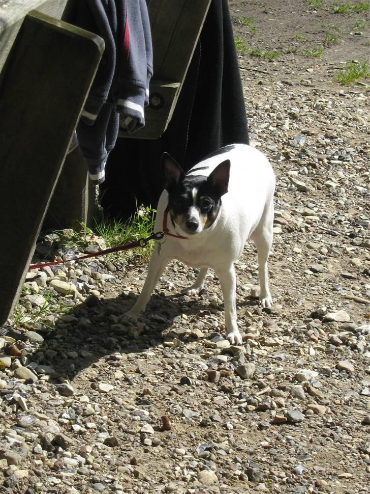 Blanding af racer kiwi - puha det er godt nok hårdt at være tyk billede 4