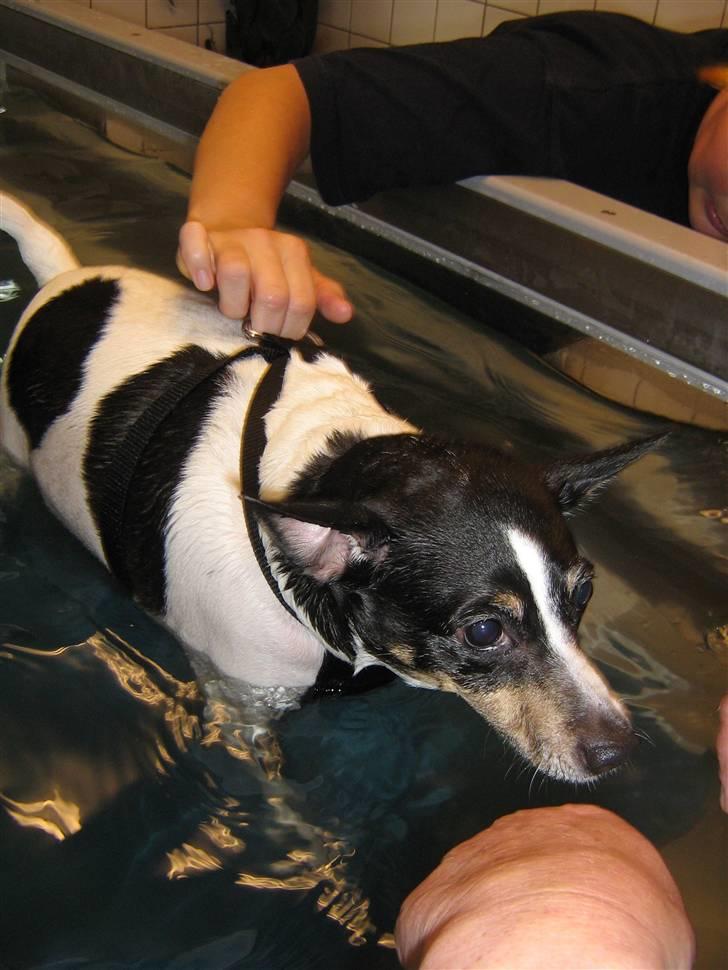 Blanding af racer kiwi - puha vand, men jeg skal jo tabe mig siger mor  billede 5