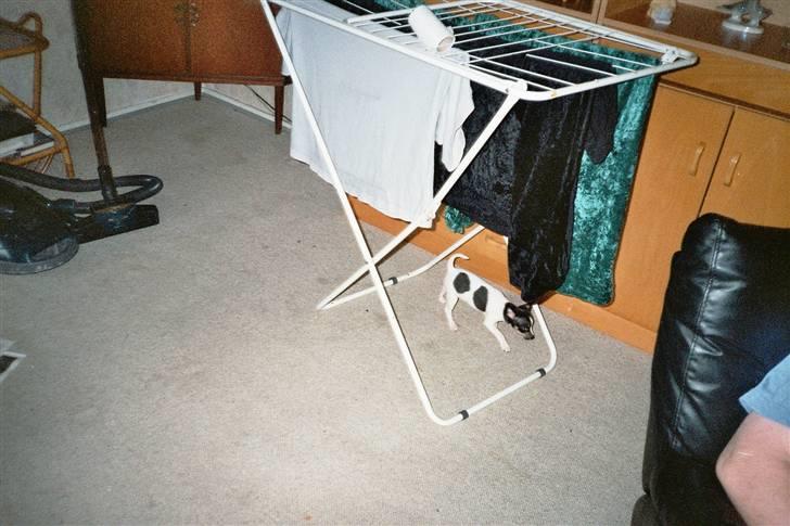 Blanding af racer kiwi - her er jeg 8 uger billede 6