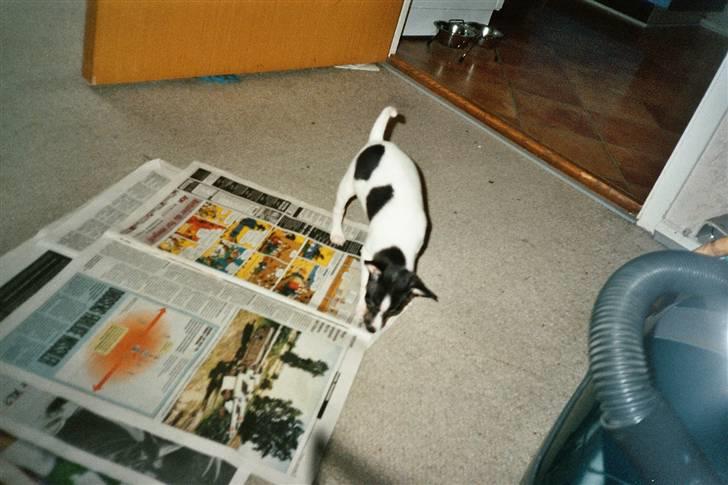 Blanding af racer kiwi - er jeg ikke sød billede 7