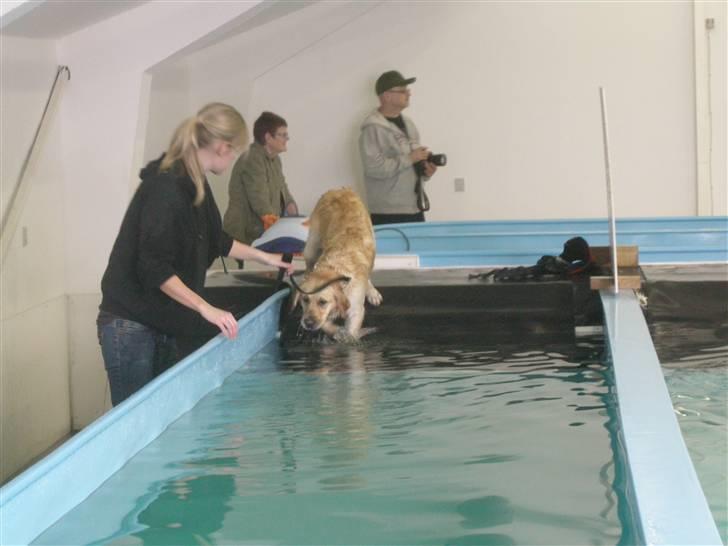 Golden retriever Emma  billede 11