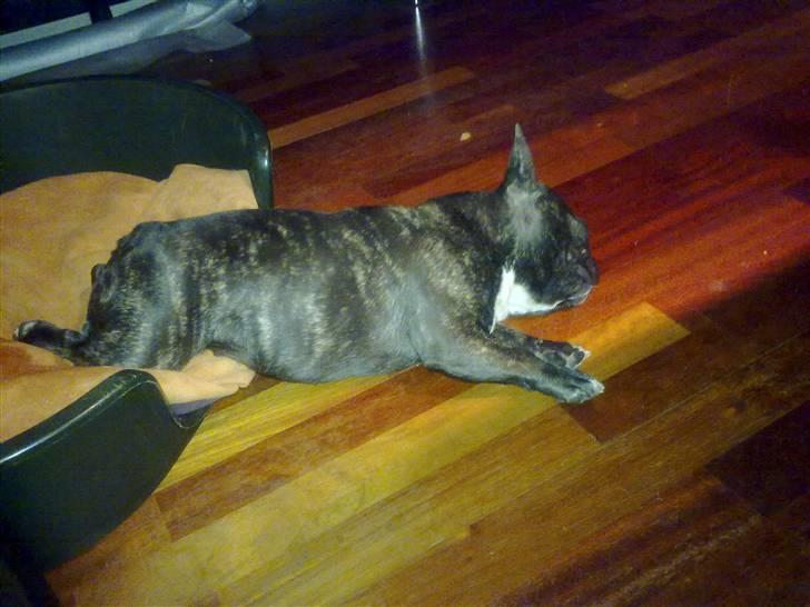 Fransk bulldog ~Chick~ billede 16