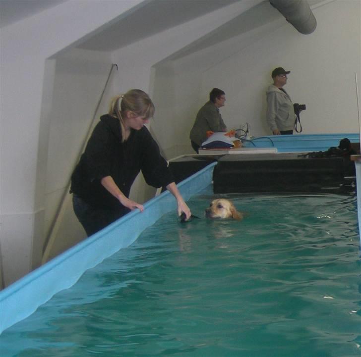 Golden retriever Emma  billede 12