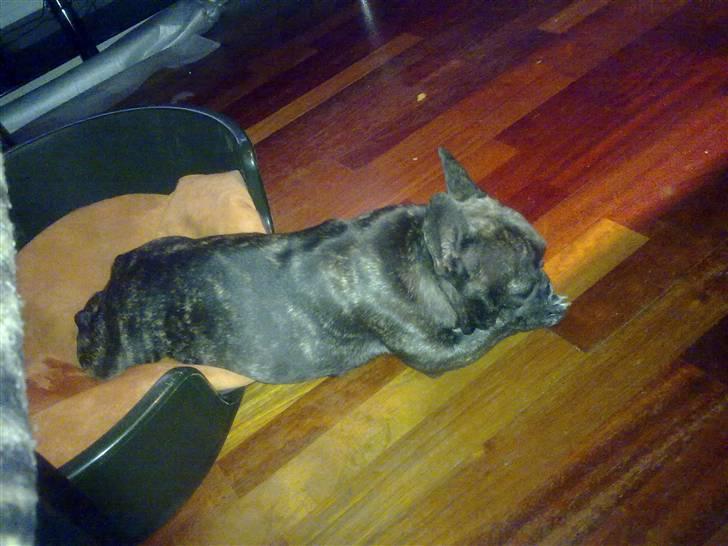 Fransk bulldog ~Chick~ billede 17