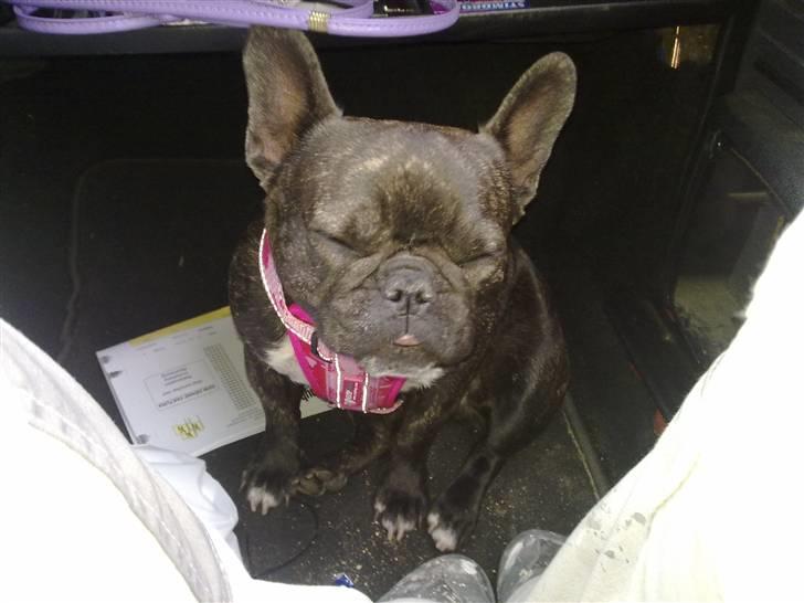 Fransk bulldog ~Chick~ billede 18