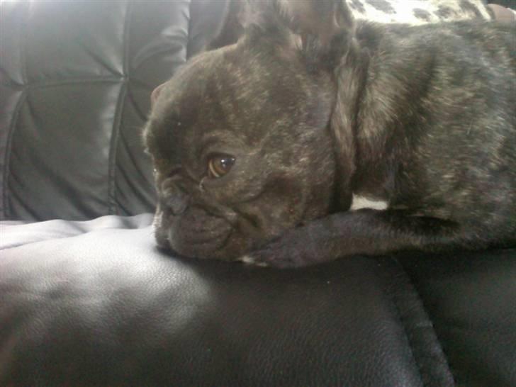 Fransk bulldog ~Chick~ billede 19