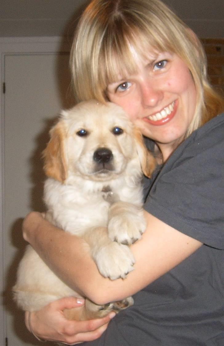 Golden retriever Emma  billede 13