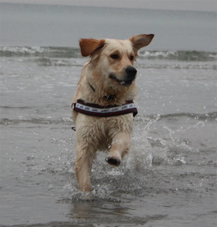 Golden retriever Emma  billede 14