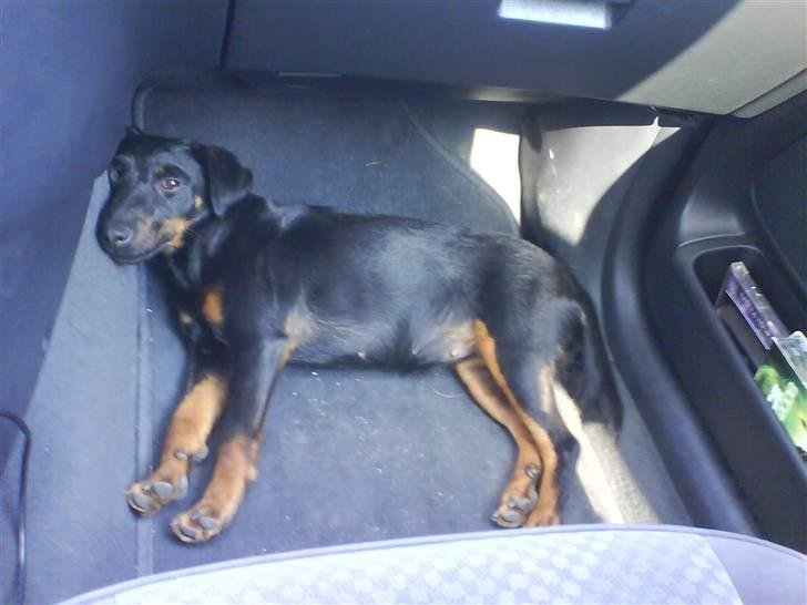 Tysk jagtterrier Gucci billede 1