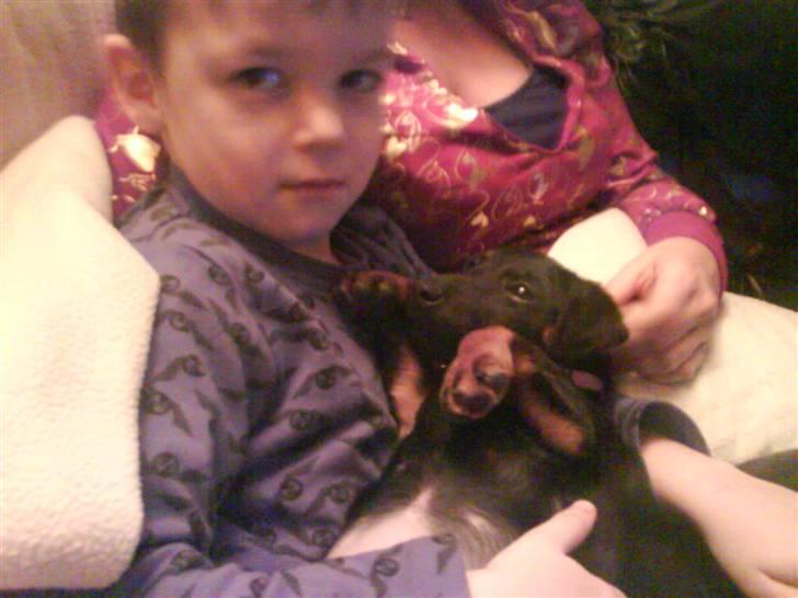 Tysk jagtterrier Gucci - hygge med fætter  billede 2