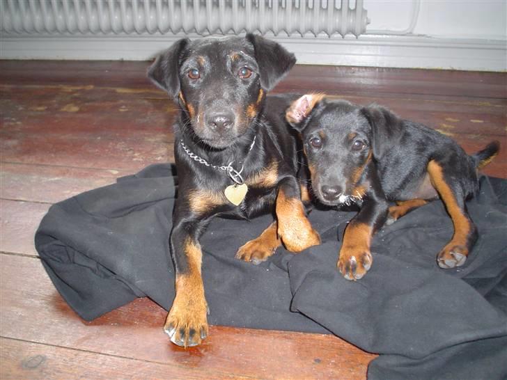 Tysk jagtterrier Gucci - gucci sammen med sin lillesøster inden hun fik nyt hjem  billede 3