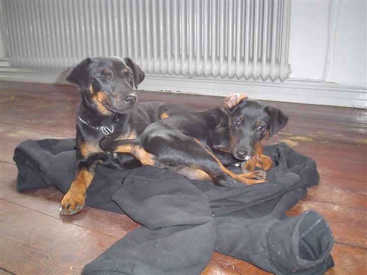 Tysk jagtterrier Gucci - puha du fimser billede 4