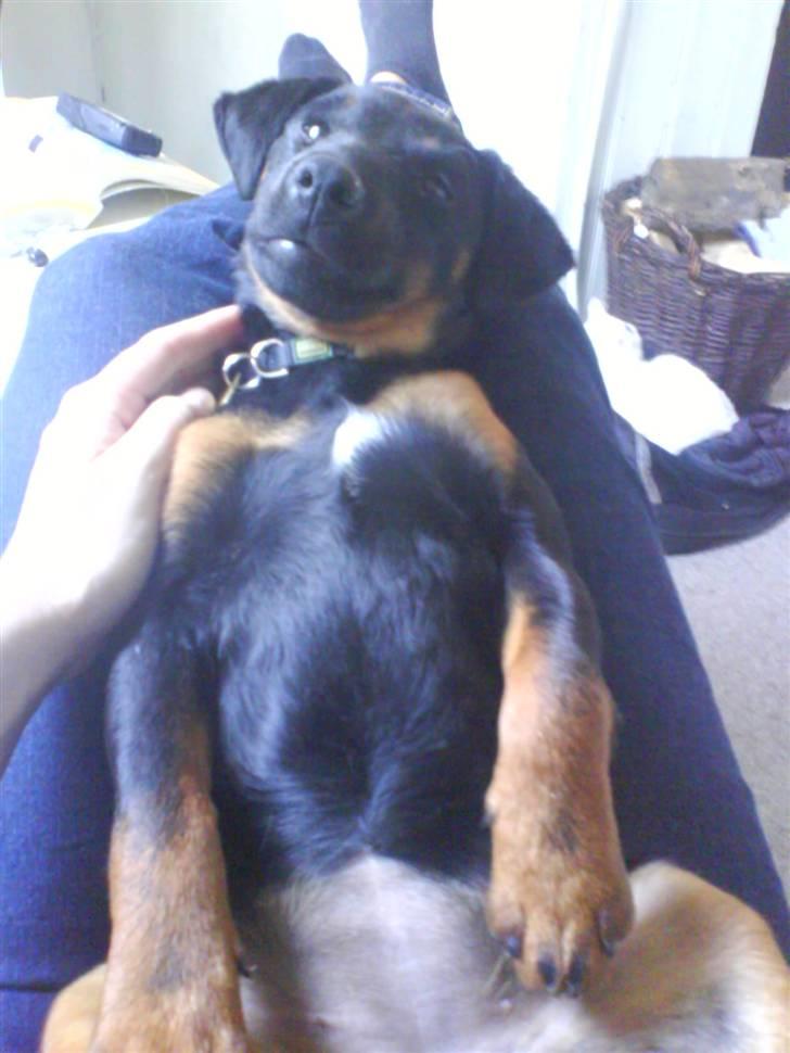 Tysk jagtterrier Gucci - hygge med mor inden hun tager på arb billede 5