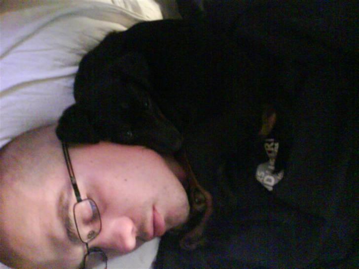 Tysk jagtterrier Gucci - hård jagttur vi skal have lur gå så billede 6