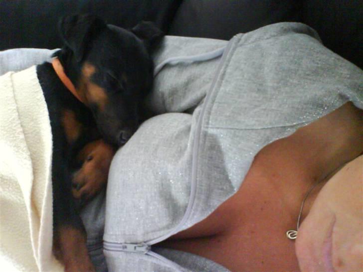 Tysk jagtterrier Gucci - fantastisk hovedpude uhmm billede 7