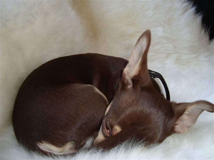 Chihuahua Aio - djævlens barn ;) - 14-04-2009 billede 5