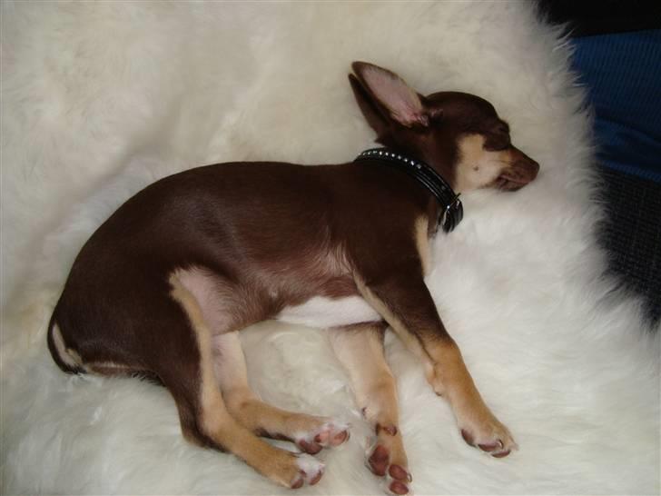 Chihuahua Aio - djævlens barn ;) - 14-04-2009 billede 6