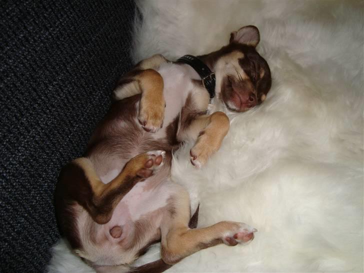 Chihuahua Aio - djævlens barn ;) - 14-04-2009 billede 7